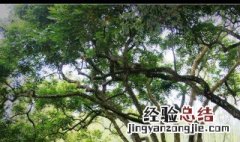 北方可以种橄榄树吗 北方能种橄榄树么