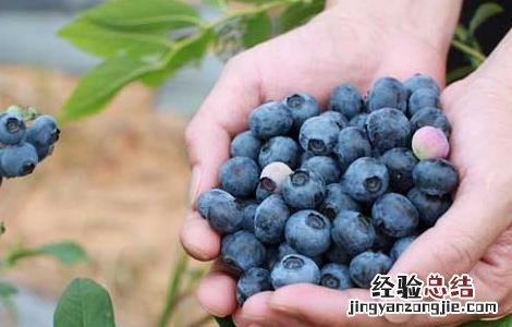 蓝莓每天吃多少合适 蓝莓每天吃多少合适 吃多了小心副作用