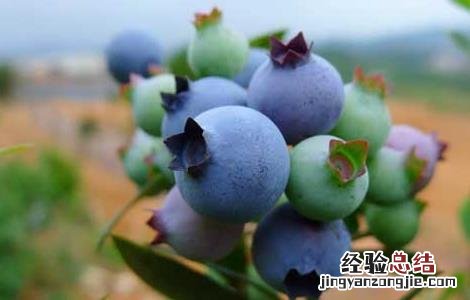 蓝莓每天吃多少合适 蓝莓每天吃多少合适 吃多了小心副作用