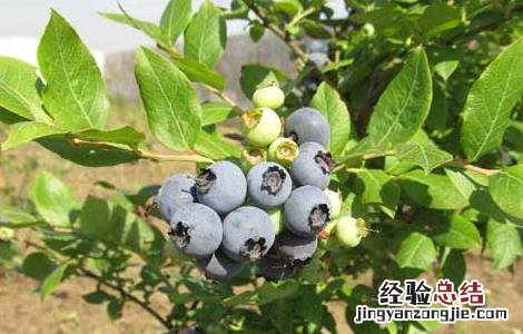 蓝莓每天吃多少合适 蓝莓每天吃多少合适 吃多了小心副作用