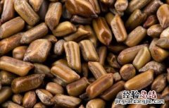 决明子有没有减肥功效 决明子怎样减肥有效果