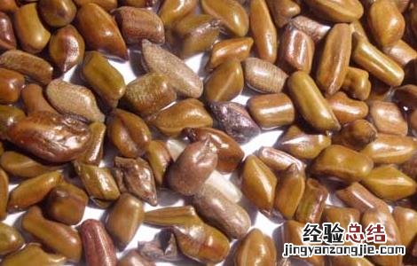 决明子有没有减肥功效 决明子怎样减肥有效果