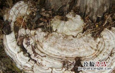 灵芝泡水喝有什么好处 灵芝泡水喝有什么好处和坏处