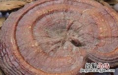灵芝泡水喝有什么好处 灵芝泡水喝有什么好处和坏处