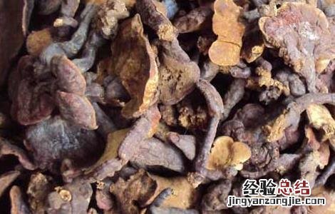灵芝泡水喝有什么好处 灵芝泡水喝有什么好处和坏处