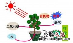 植物进行光合作用所必需的几个条件是什么 光合作用介绍