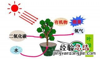 植物进行光合作用所必需的几个条件是什么 光合作用介绍