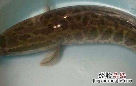 黑鱼吃了补肾吗 吃黑鱼真的能补肾吗