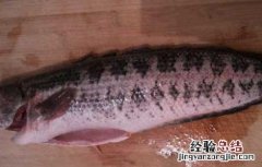 黑鱼吃了补肾吗 吃黑鱼真的能补肾吗