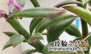 多肉植物叶子变皱 多肉植物叶子变皱怎么回事