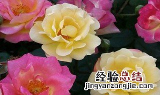 怎样扦插月季花水培视频 怎样扦插月季花水培