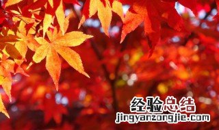 描写秋天早晨唯美句子 描写秋天早晨唯美句子精选