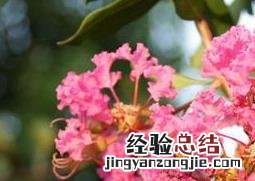 紫薇花叶子发黄是什么原因 紫薇花叶子发黄是怎么回事