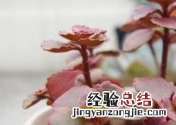小球玫瑰的种植与养护 小球玫瑰的种植与养护视频