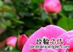月季花的用途 月季花的用途宣传语