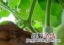 手捻葫芦的种植方法 手捻葫芦种植技巧