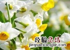 水仙花开花后怎么养 水仙花开花后怎么养护