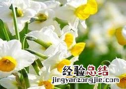 水仙花开花后怎么养 水仙花开花后怎么养护