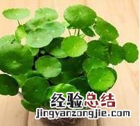 铜钱草怎么土养 铜钱草怎么土养才能活