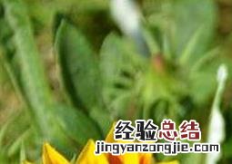 勋章菊冬季种植方法与注意事项 勋章菊北方可以地种植吗