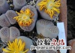 生石花的蜕皮过程 生石花的蜕皮过程与如何断水