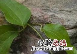 铁线莲如何养 铁线莲如何养植