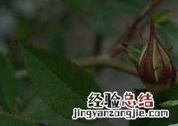 枝干洋葵的养殖方法和技巧 枝干洋葵的养殖方法和技巧图解