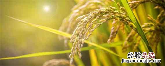 旱稻277简介 旱稻271水稻品种介绍