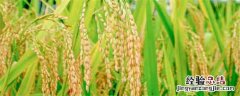 吉粳811水稻 吉粳88水稻品种介绍