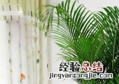 散尾葵如何养殖摘要 散尾葵如何养殖