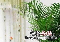 散尾葵如何养殖摘要 散尾葵如何养殖
