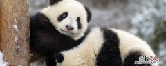 大熊猫降级了是什么意思 大熊猫降级是怎么回事