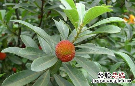 杨梅用什么酒泡好喝 杨梅用什么酒泡好