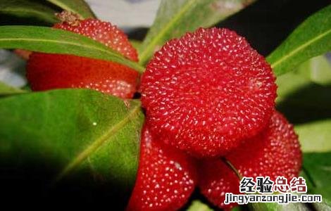 杨梅用什么酒泡好喝 杨梅用什么酒泡好
