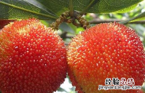 杨梅用什么酒泡好喝 杨梅用什么酒泡好