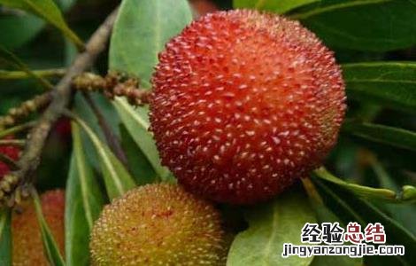 杨梅用什么酒泡好喝 杨梅用什么酒泡好