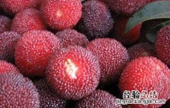 杨梅吃多了会不会不好 杨梅吃多了会怎么样