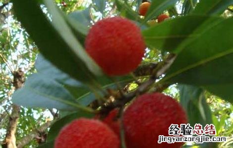 杨梅吃多了会不会不好 杨梅吃多了会怎么样