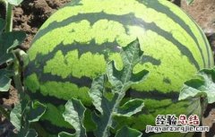吃西瓜可以减肥吗 吃西瓜可以减肥吗女生