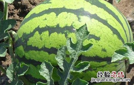 吃西瓜可以减肥吗 吃西瓜可以减肥吗女生