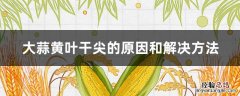 大蒜干尖黄叶是什么原因?有什么防治措施? 大蒜黄叶干尖的原因和解决方法