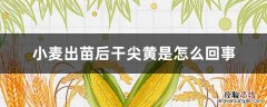 小麦出苗后干尖黄是怎么回事 小麦刚出苗发黄是什么原因