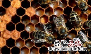 蜜蜂产卵多少时间变成幼虫了 蜜蜂产卵多少时间变成幼虫
