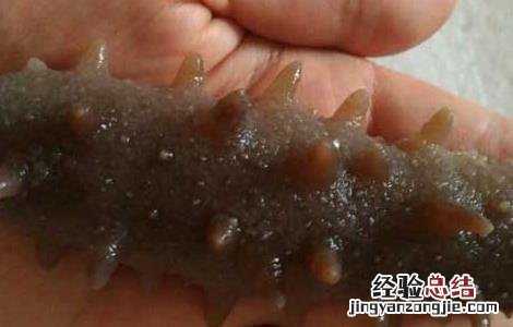 手术后能吃海参吗 手术后能吃海参吗海参影响伤口愈合