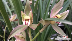 墨兰花开花是什么兆头 墨兰开花意味什么