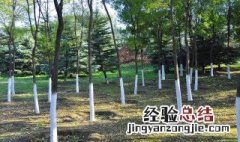 冬天树上涂白色的东西是什么 树上涂白色的涂料是什么