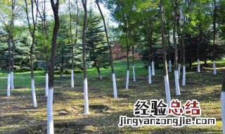 冬天树上涂白色的东西是什么 树上涂白色的涂料是什么