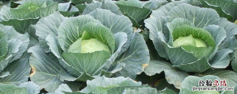 农作物自然灾害有哪些 农作物生物灾害有哪些