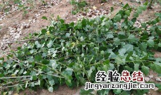 杨树叶怎么吃 杨树叶怎么吃啊