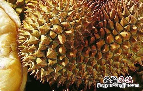 榴莲什么时候吃最好季节 榴莲什么时候吃最好